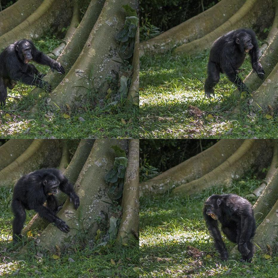 Chimpanzees drum with regular rhythm when they beat on tree trunks, a form of ancient communication